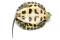 Mauremys sinensis juvenil